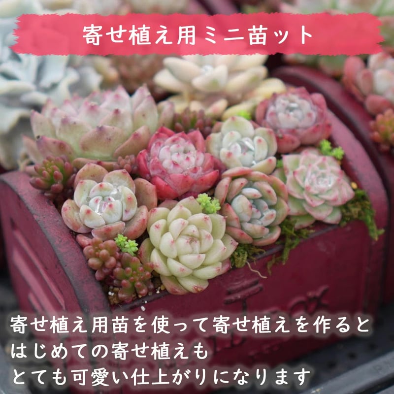 ✿Dom❤Mia✿様　リクエスト　おまとめ9苗 mini9 寄せ植えセットお任せ9苗セット | トロピカルガーデン