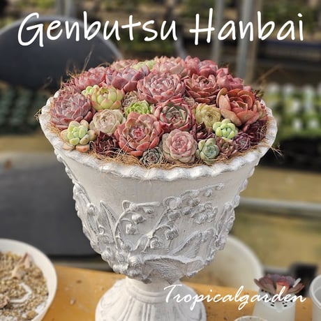 CATEGORY 現物品 | トロピカルガーデン