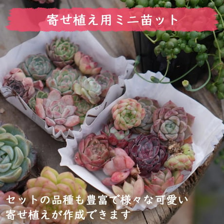 mini9　寄せ植えセットお任せ9苗セット