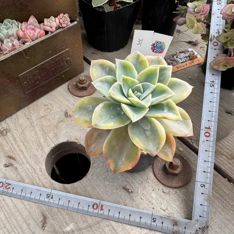 現物31.ハリーワトソン錦 | トロピカルガーデン