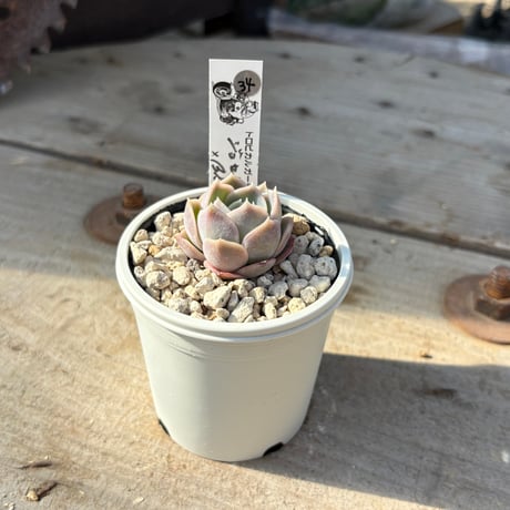 エケベリア | STORES