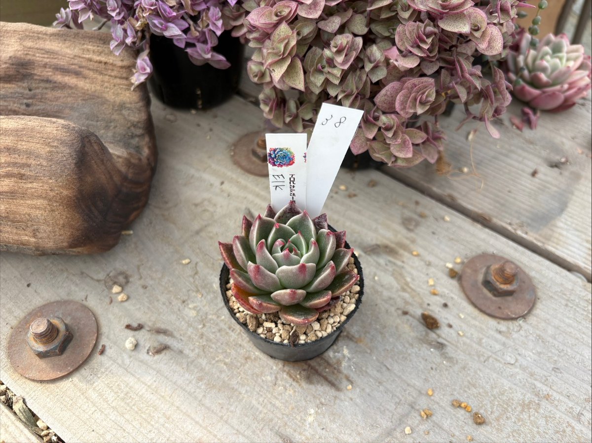 2026.2.22 現物38．Elk | トロピカルガーデン