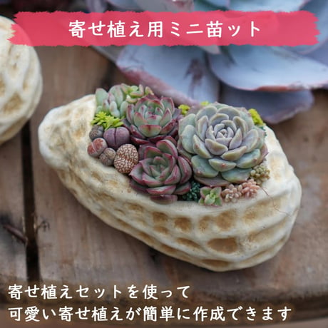 mini9　寄せ植えセットお任せ9苗セット