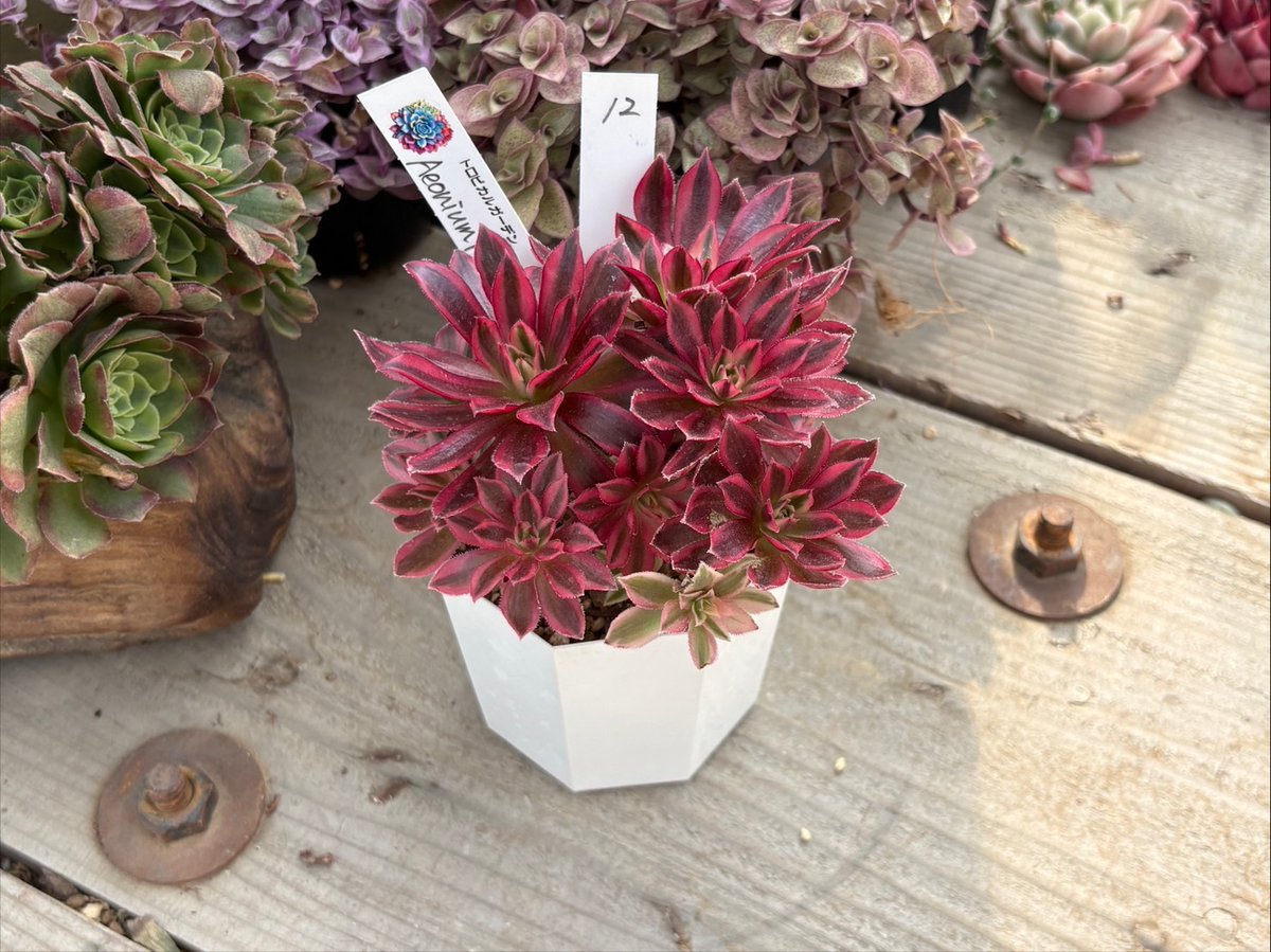 2026.2.19 現物12．アエオニウム フェニックス錦 | トロピカルガーデン