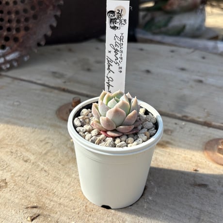 エケベリア | STORES