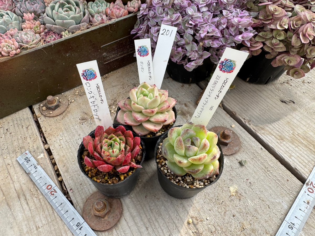 現物201. 3ポットセット | トロピカルガーデン