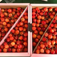 さくらんぼ 佐藤錦 (B)【常温便】