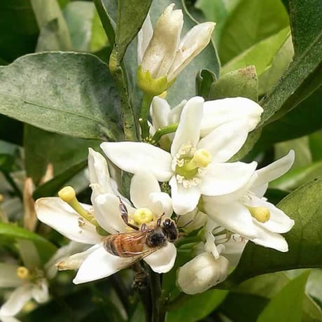 生蜂蜜 非加熱 みかん蜜180g～1kg