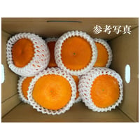 贈答・まどんな（精品格）《終了》