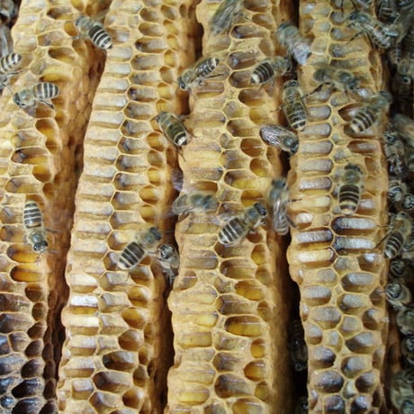 生蜂蜜 非加熱 地蜜(日本ミツバチ)180g～1kg