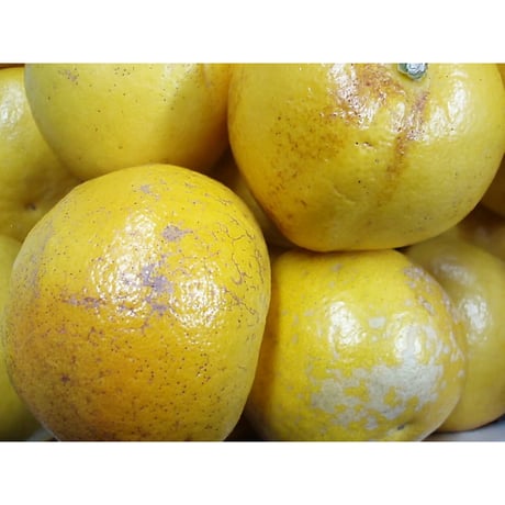 家庭用・土佐文旦１０ｋｇ(2L)《終了》
