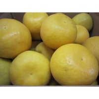 河内晩柑（精品格）10ｋｇ《終了》