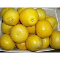 家庭用・土佐文旦１０ｋｇ(2L)《終了》