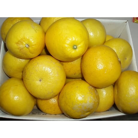 家庭用・土佐文旦１０ｋｇ(2L)《終了》