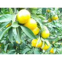 早生みかん（精品格）《終了》