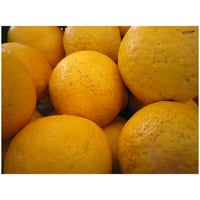 家庭用・河内晩柑《販売中》