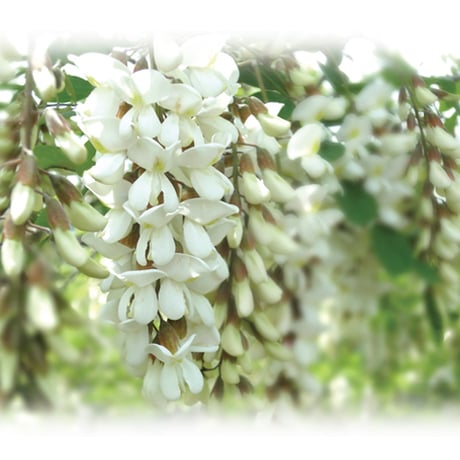 生蜂蜜 非加熱 アカシア蜂蜜180g～1kg