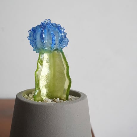 Color Bloom Cactus / studio nuvu