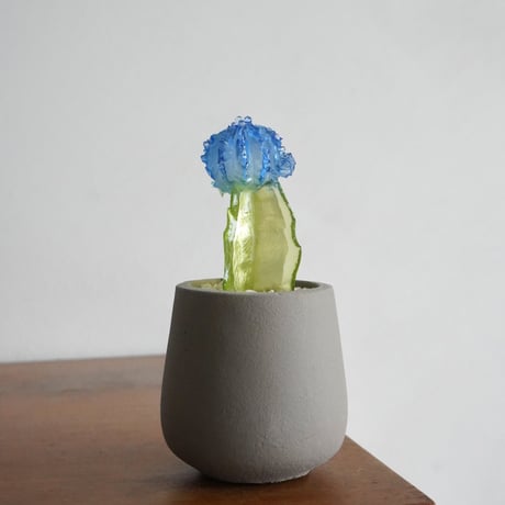Color Bloom Cactus / studio nuvu
