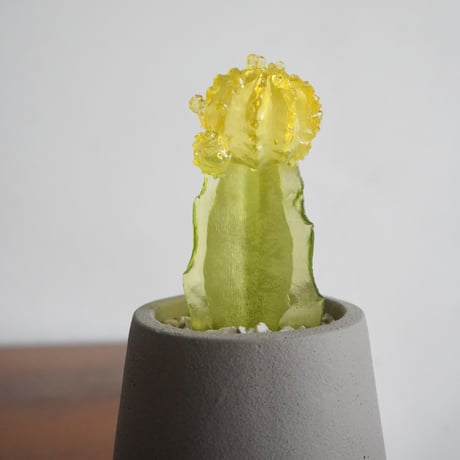 Color Bloom Cactus / studio nuvu