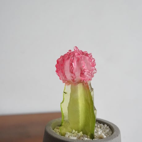 Color Bloom Cactus / studio nuvu