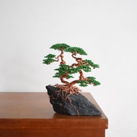 双幹 1 / ツチンナカキ