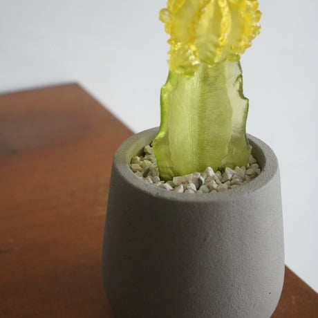 Color Bloom Cactus / studio nuvu