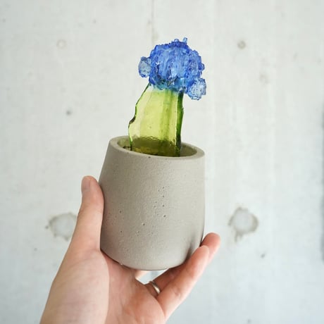 Color Bloom Cactus / studio nuvu