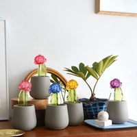 Color Bloom Cactus / studio nuvu