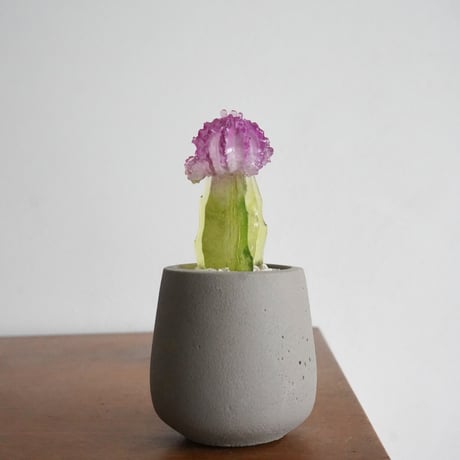 Color Bloom Cactus / studio nuvu