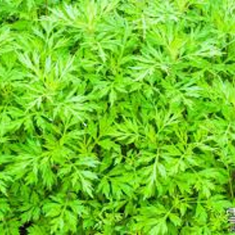 無添加 よもぎ石鹸〈ミントの香り〉5個セット | 無添加工房 和 NAGOMI