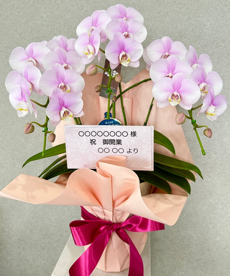 ミディ胡蝶蘭　キラキラ ミディ胡蝶蘭【 Douce Orchidée 】 | Beige.Flower