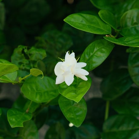 【古典薫花茶】台湾ジャスミン烏龍茶 TB個包装4袋