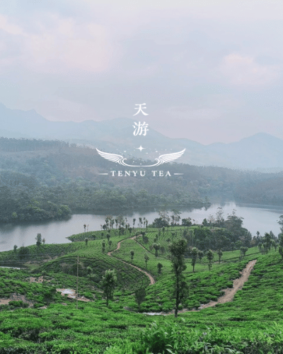 天游-TENYU-