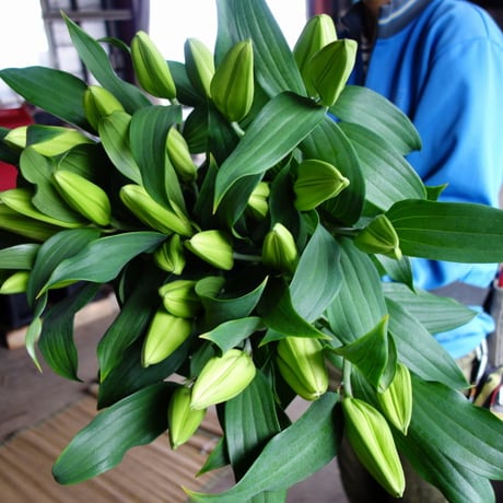 大輪のオリエンタル百合おまかせ５本花束