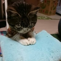 保護猫へ寄付