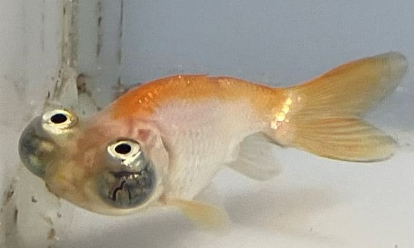 きんぎょ出品 キョーリン きんぎょのえさ 5つの力 増体 200g 特小粒 コケ汚れ軽減