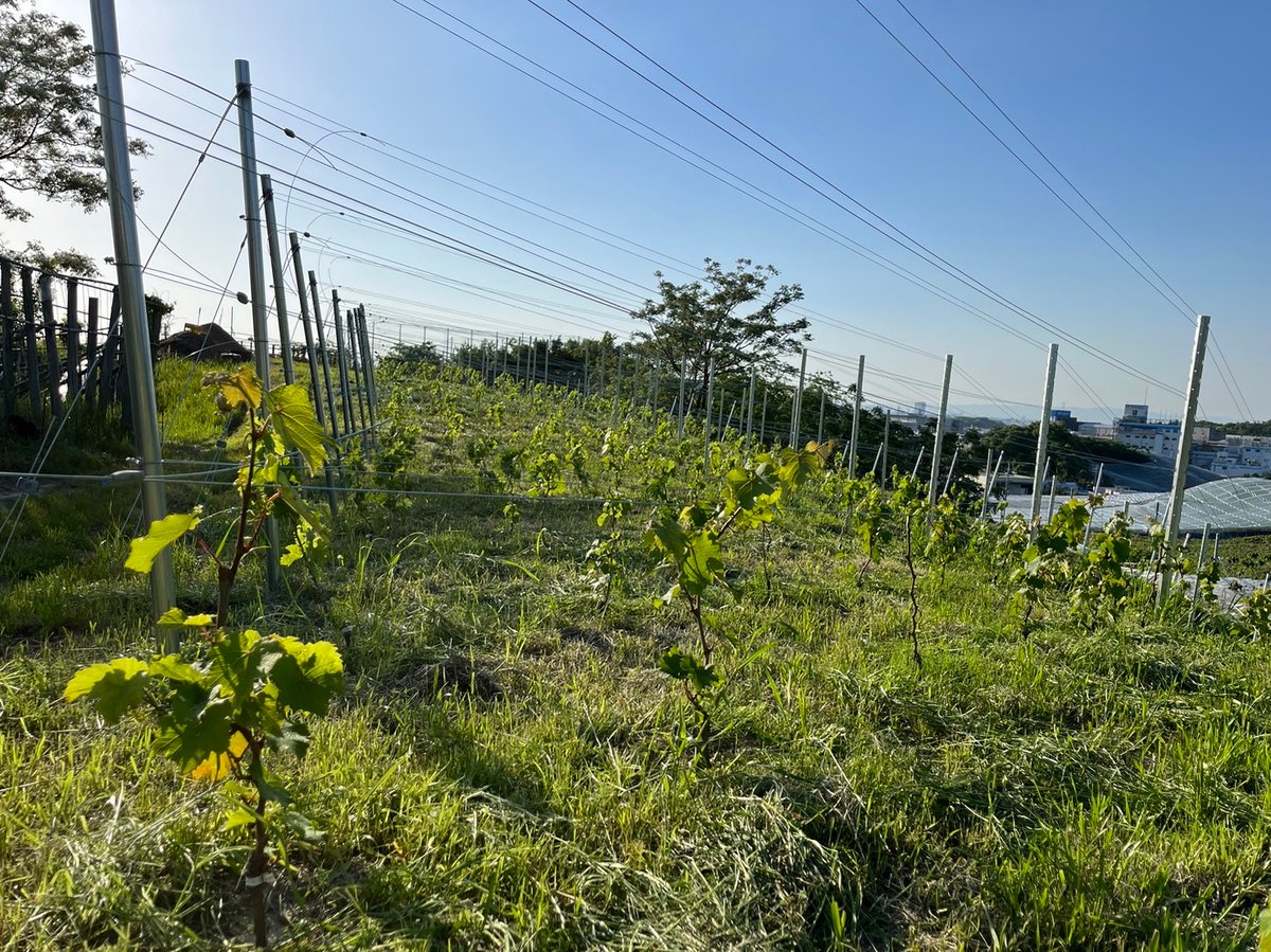 今もその先も楽しみな2025年～ LOBO WINE Yama Sauvignon(ヤ