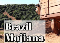 ブラジルモジアナ100g