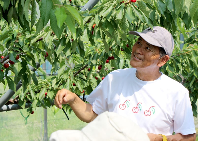 山形県産さくらんぼ やまがた紅王 3L秀 | たのしいさくらんぼ研究所