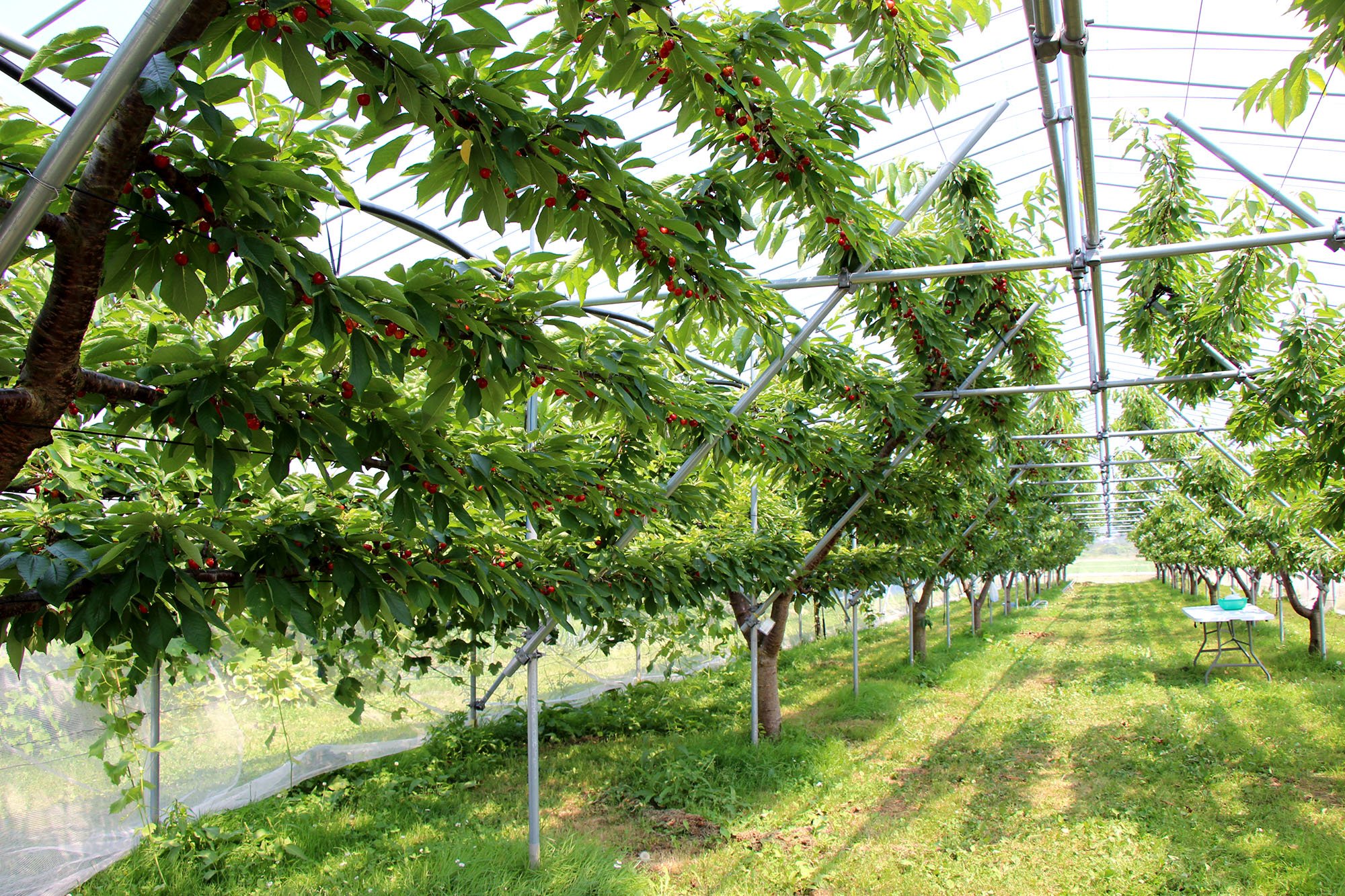 山形県産さくらんぼ やまがた紅王 3L秀 | たのしいさくらんぼ研究所