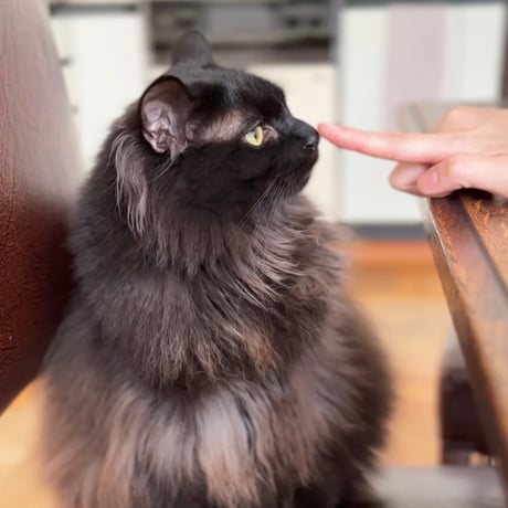 ナノウエルオーラルケア（愛猫用口内洗浄液）