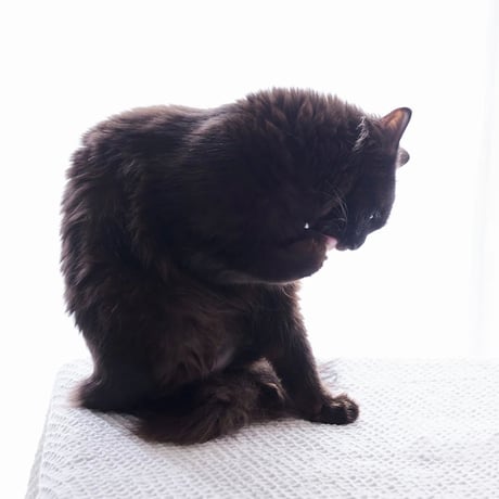 ナノウエルオーラルケア（愛猫用口内洗浄液）