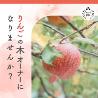 【福島県国見町】りんごの木オーナー制度2026※2026年11月下旬〜12月下旬発送