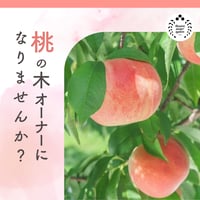 再販中（7/3（金）13:00〜7/6（月）11:59まで）【福島県国見町】桃の木オーナー制度2026／ベーシックプラン（1品種）又は食べ比べプラン ※桃の発送：2026年7月下旬〜9月中旬予定