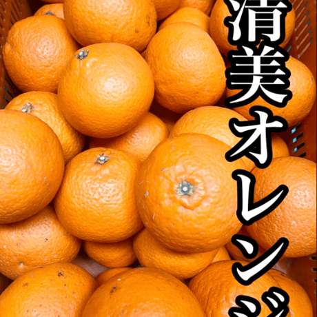樹上完熟◉飲む柑橘！きよみオレンジ