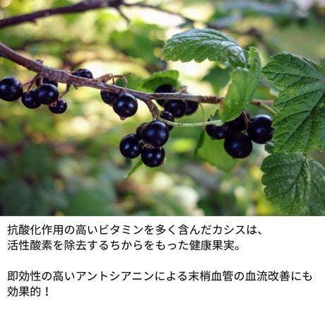 【北海道産オーガニック栽培】 カシスソース 160g