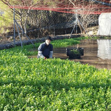 蔵王セリ 清流の恵み 宮城県産セリ