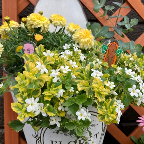 春の寄せ植え | STORES