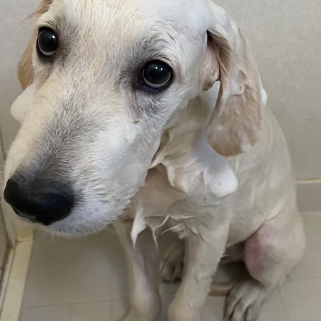 キダチアロエとまこも入り犬の石けん　昆布入りしっとりタイプ =真夏用= 【ご予約受付中】（6月30日より新発売）